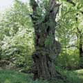 Der lteste Birnenbaum in Polen (ca. 300 Jahre) befindet sich im Park in Nekla (Foto: T. Koprucki)